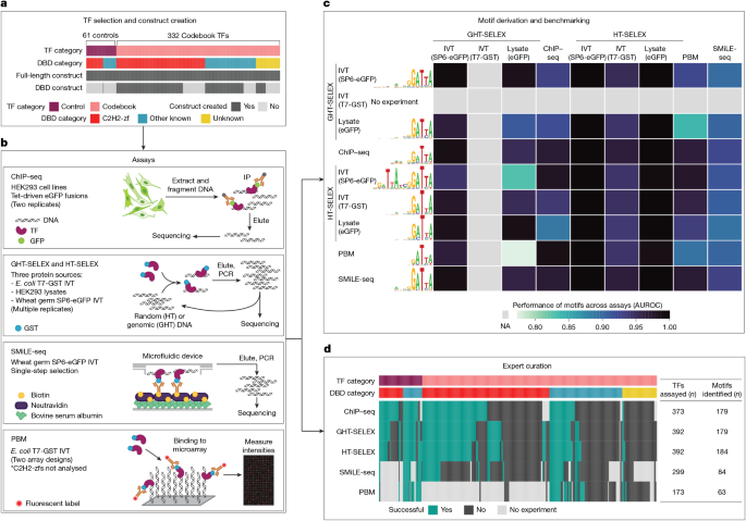 Codebook project overview showing transcription factors, experimental assays, motif benchmarking, and assay results.