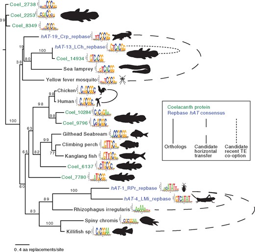 Phylogram of CGG-binding proteins paired with DNA-binding sequence logos, illustrating diversity in sequence recognition.